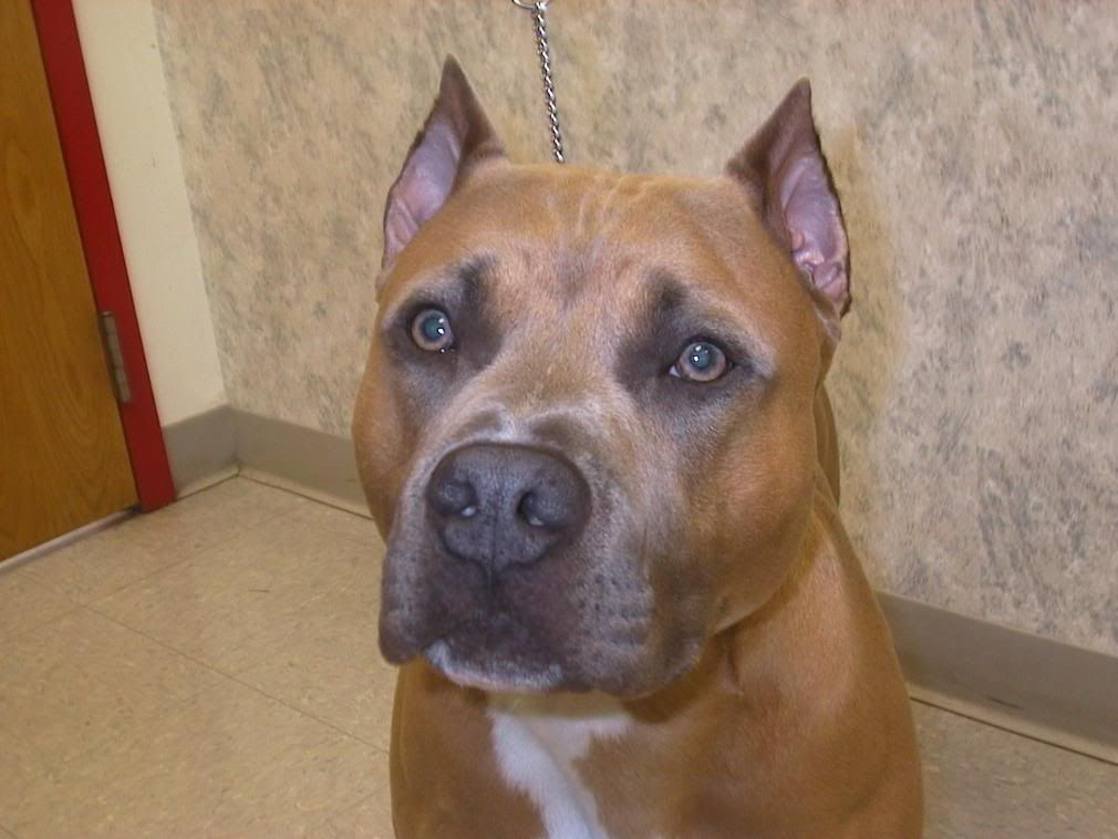 Clipping ears. When is it to short? Pitbulls Go Pitbull Dog Forums